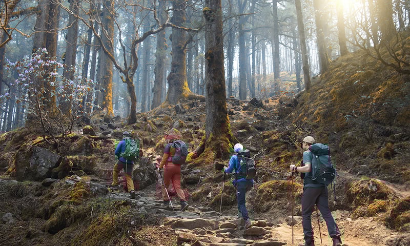 Follow the trail up forested mountain paths in Langtang National Park.