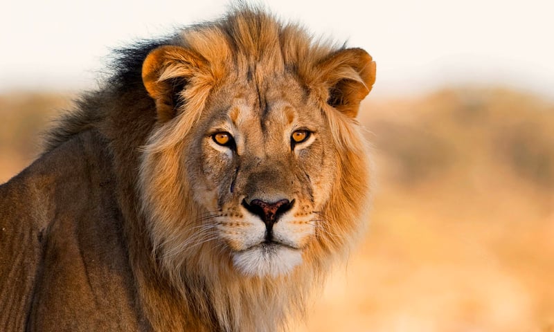 Enjoy safari game drives into Chobe National Park, Botswana.