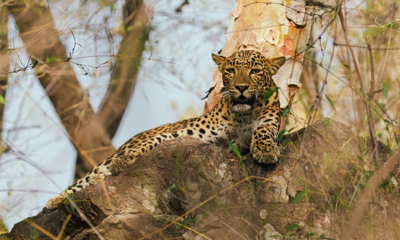 Leopards found at Bandhavgarh National Park are solitary felines, graceful and stealthy.