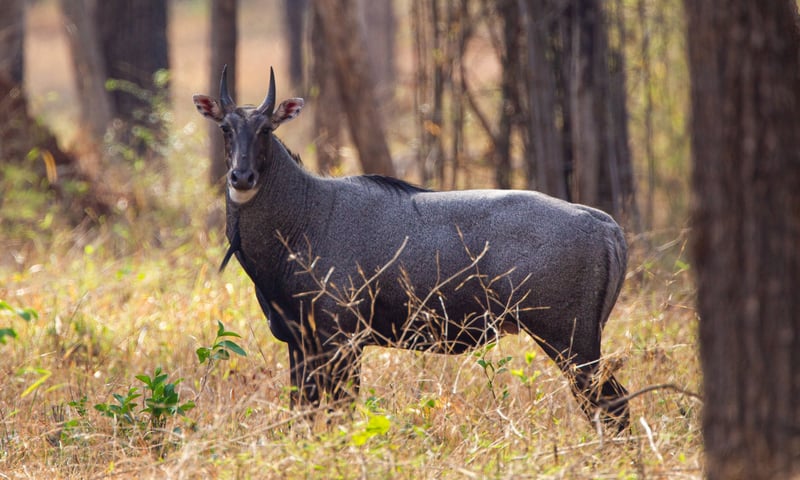 The Nilgai, the largest antelope of Asia, can be found at Bandhavgarh National Park.