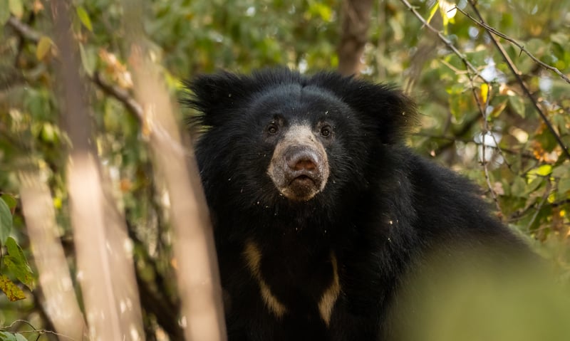 Sloth bears can be seen during day safaris in Bandhavgarh.