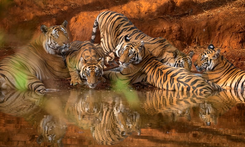 Bandhavgarh National Park is known for its large population of royal Bengal tigers.