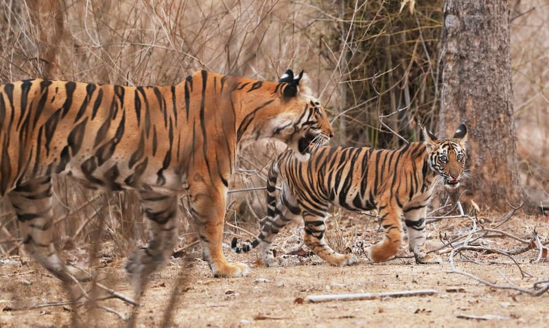 The royal Bengal tiger is considered the biggest wild cats alive today.