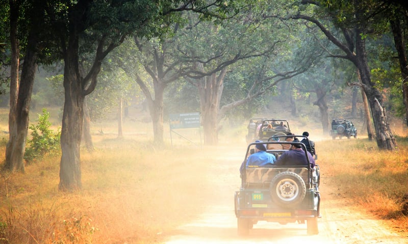 Set out for a thrilling wildlife safari in Bandhavgarh National Park.