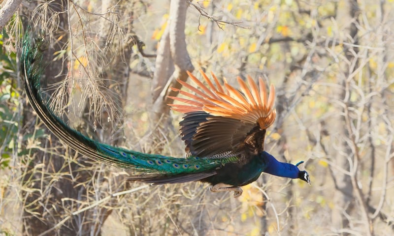 Besides tigers, Kanha National park also features birds of prey and even wild peacocks.