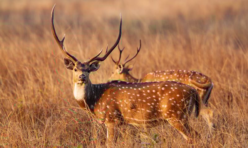 Chital deer at Kanha National Park, India.