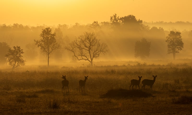 Embark on a wildlife safari in Kanha National Park.