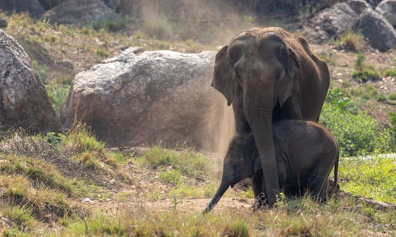 The breathtaking sight of wild elephants at Kanha National Park, India.