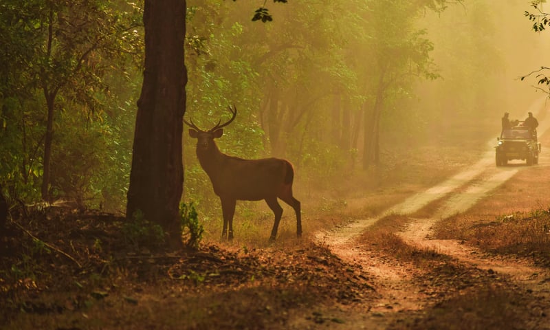 Kanha National Park inspired Rudyard Kipling's "The Jungle Book" adventures.