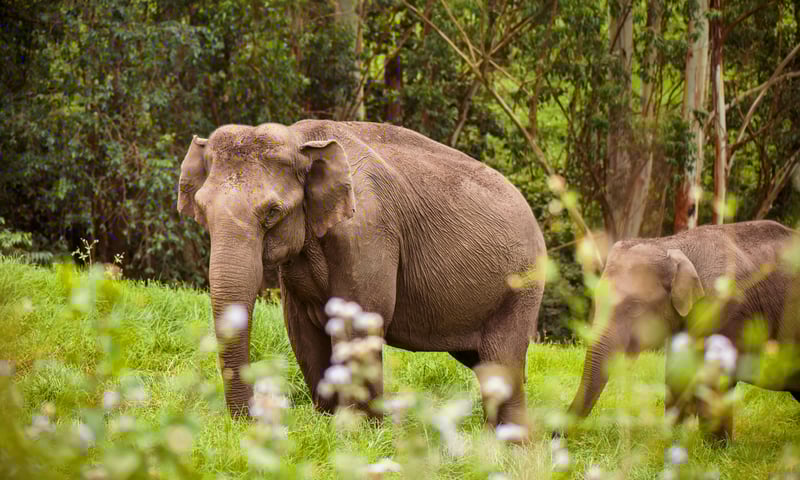 Chance upon elephants with time at leisure around Periyar Lake in Periyar, India.