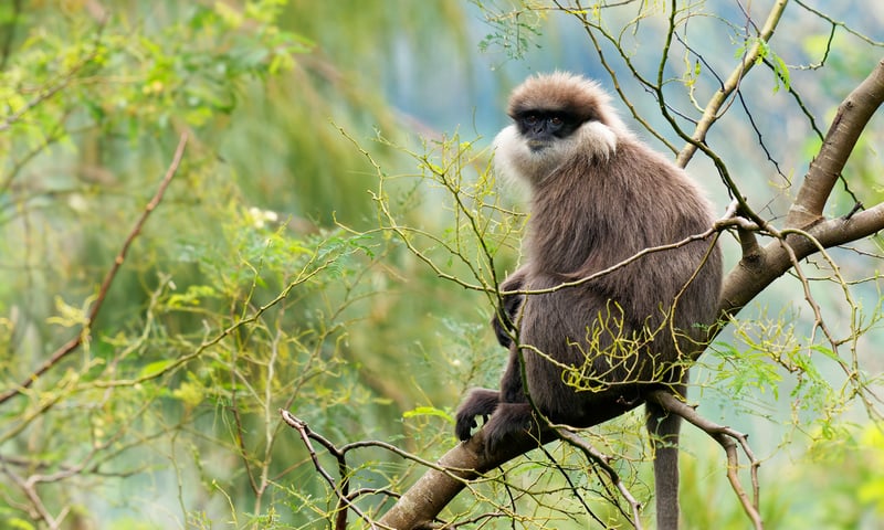 Join an optional tour to Periyar Wildlife Sanctuary Tour in Kerala, India (charges apply).