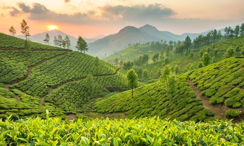 Immerse yourself in the lush tea plantations throughout Munnar, India.
