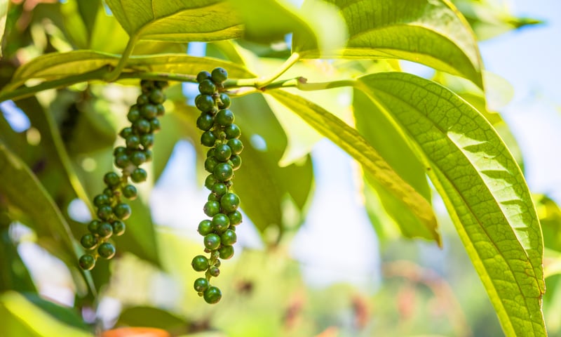 See fragrant plantations of pepper in Kumily, India.