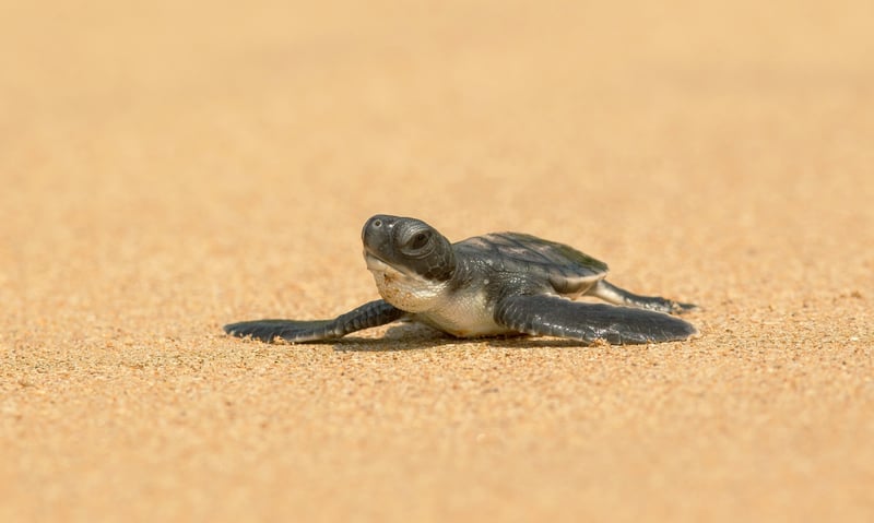 Learn about conservation efforts at Kosgoda Turtle Hatchery in Kosgoda, Sri Lanka.