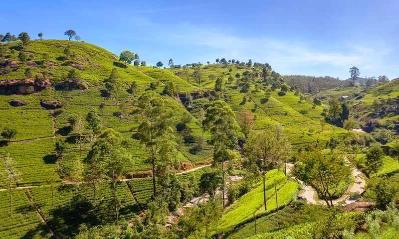 The lush tea plantations of Nuwara Eliya, Sri Lanka.