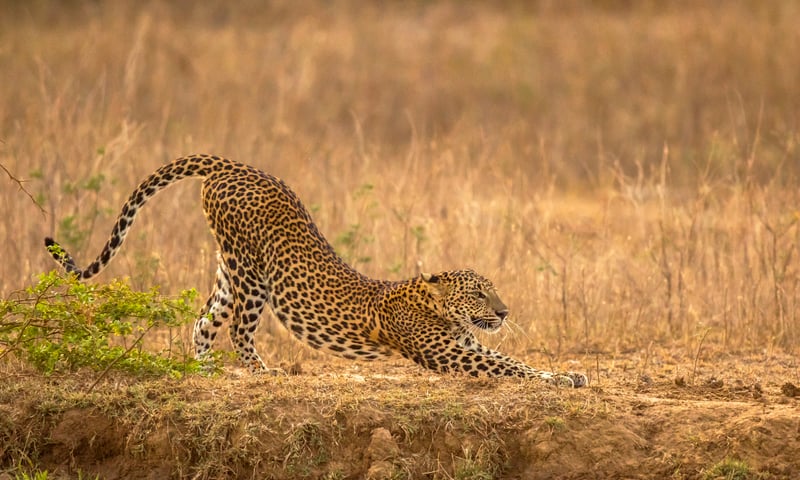 Keep an eye out for the elusive Sri Lankan leopard in Wilpattu National Park, Sri Lanka.