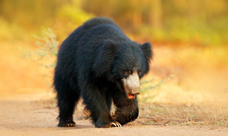 Wildlife enthusiasts can seek Sri Lankan sloth bears in Wilpattu National Park, Sri Lanka.
