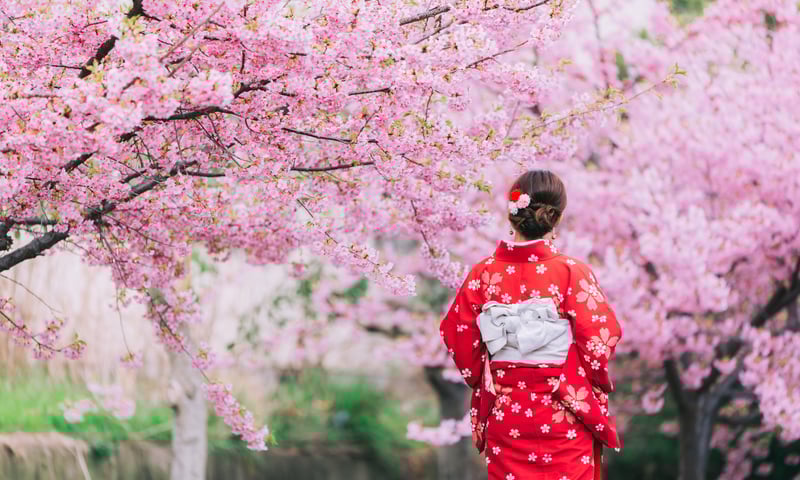 Enjoy Cherry Blossom Season in Tokyo, Japan.