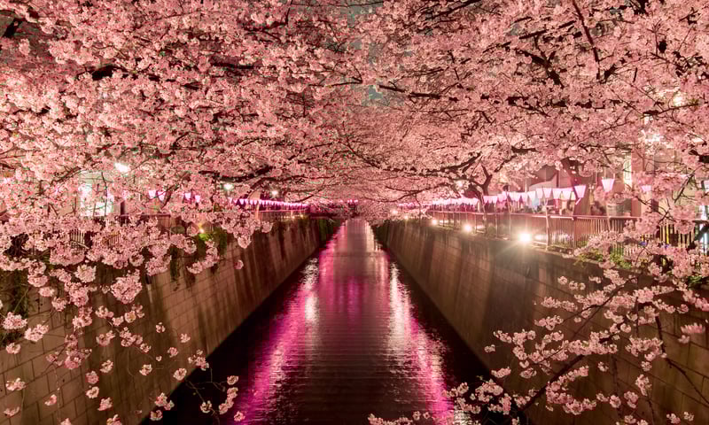 Enjoy leisure time in Tokyo, Japan.