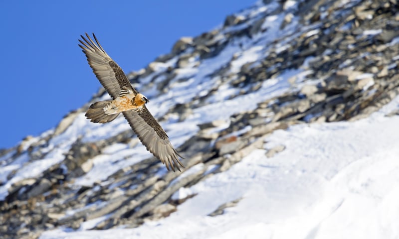 Search the skies for bearded vultures near Changla Pass in Ladakh, India.