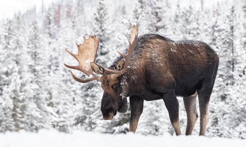 Look out for moose roaming near Jasper, Canada.