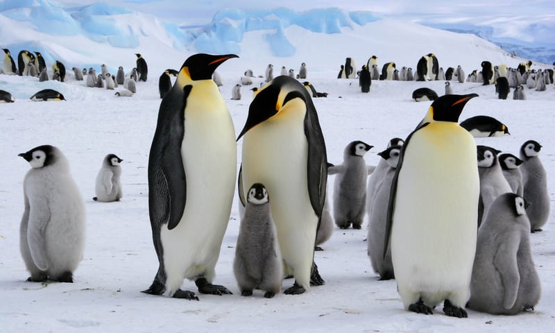 Antarctica and its remote islands are the ideal breeding ground for penguins and other wildlife.