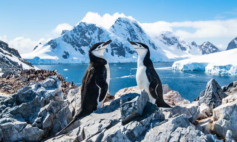 Look out for Chinstrap, Emperor, Gentoo, Macaroni penguins and more.