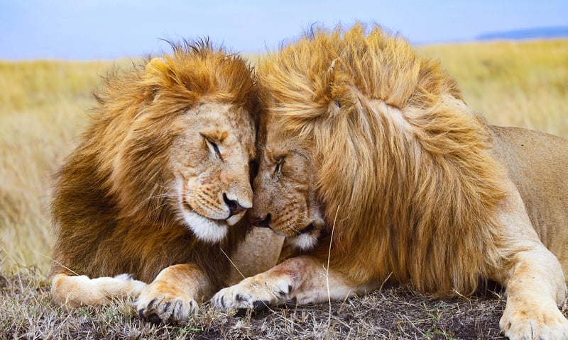 Delight in a full-day safari in Masai Mara, Kenya.