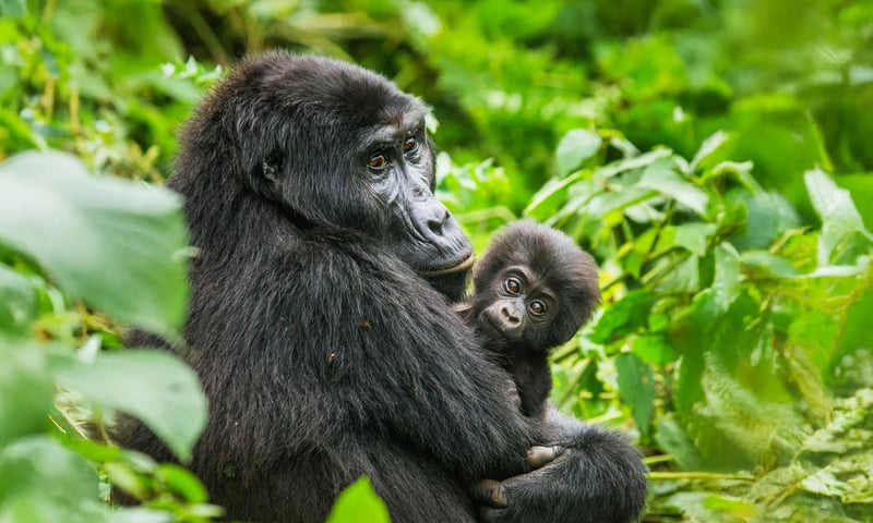Chance upon mountain gorillas in Lake Bunyonyi, Uganda.