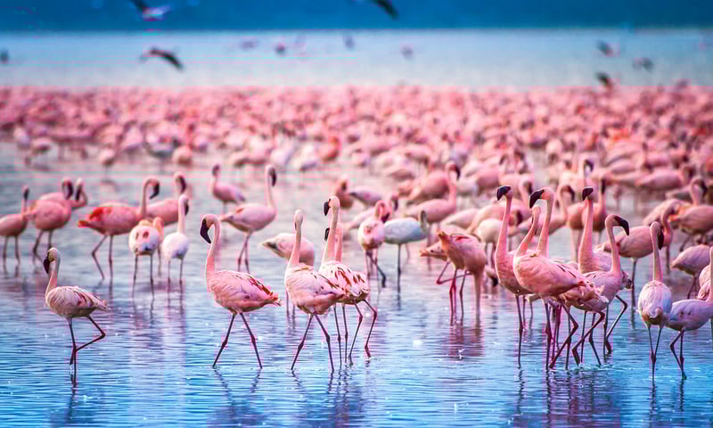 Be on the lookout for bright flamingos in Lake Nakuru National Park, Kenya.