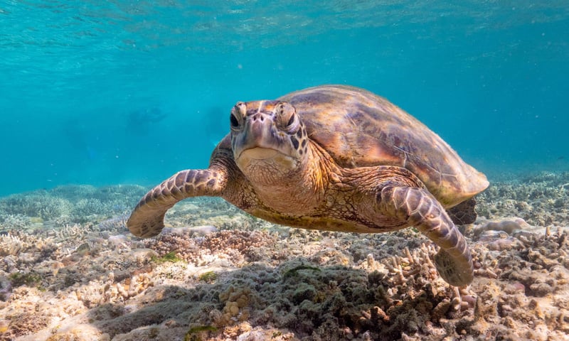 Look out for turtles in Airlie Beach and around the surrounding Whitsunday Islands.