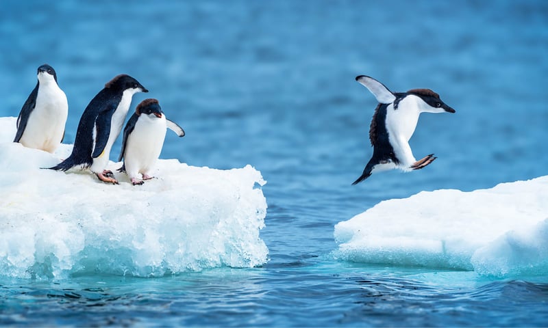 Look out for playful Adélie penguins as they dive from icebergs.