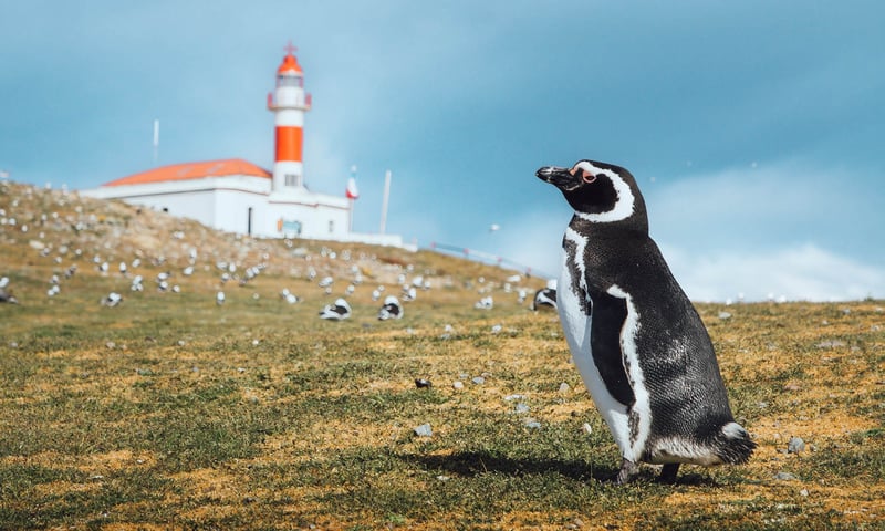 See remote, windswept islands and search for wildlife as you cruise Chile's southernmost regions.