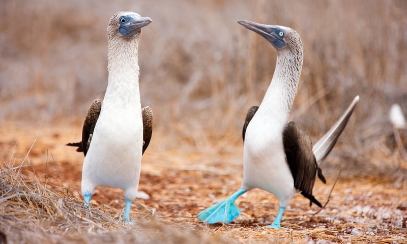 Search for the adorable blue-footed boobies of the Galapagos.