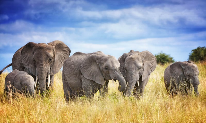 The Tarangire National Park is most popular for its large elephant herds.