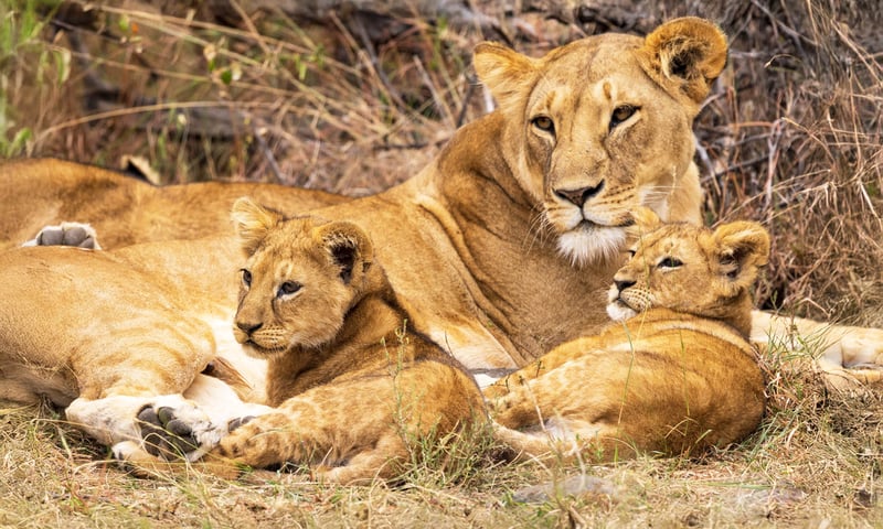 Keep your eyes peeled for lions while on safari.