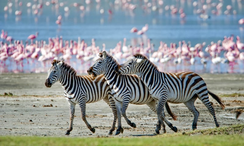 The Ngorongoro Crater in Tanzania is well-known for its abundant zebra population.