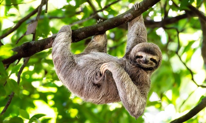 Costa Rica is an excellent place to look out for sloths in their natural habitat.