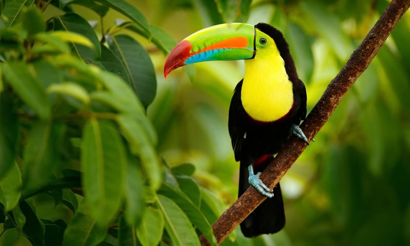 Costa Rica has 6 species of toucans.