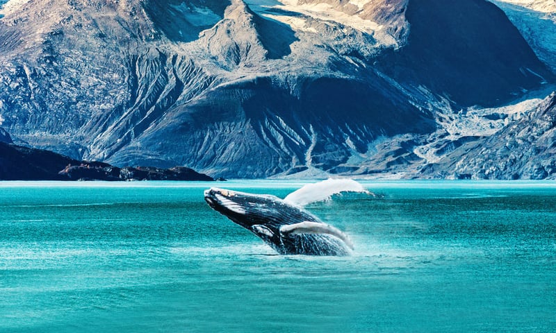 Chance to photograph the stunning Alaskan wildlife.