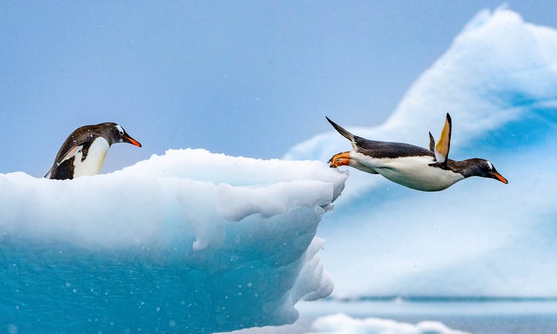 Gentoo penguins are the world's fastest underwater birds reaching speeds up to 36 km per hour!