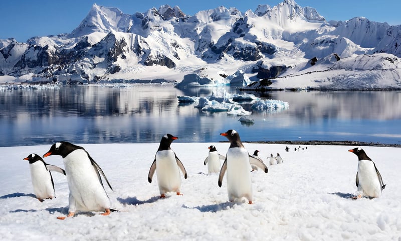 Seek penguins and seals in their natural habitat.