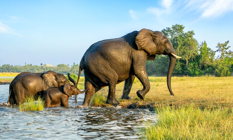 Channel your inner-explorer in Chobe National Park, Botswana.