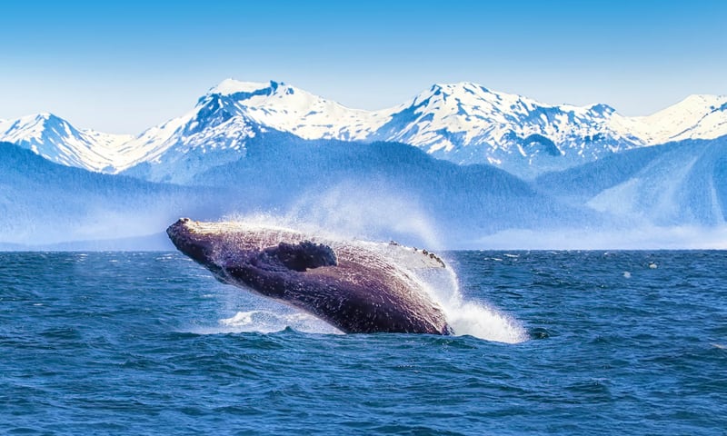 Look out for incredible wildlife in Glacier Bay National Park (Itinerary 1).