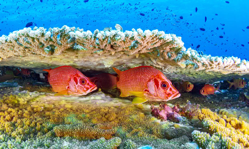 Discover the underwater wonders around Garove Island, Papua New Guinea.