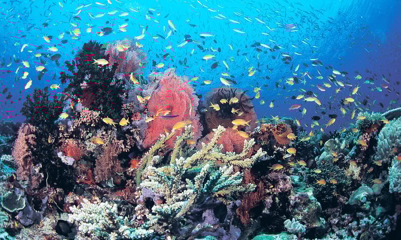 Snorkel among the beautiful coral gardens of Raja Ampat.