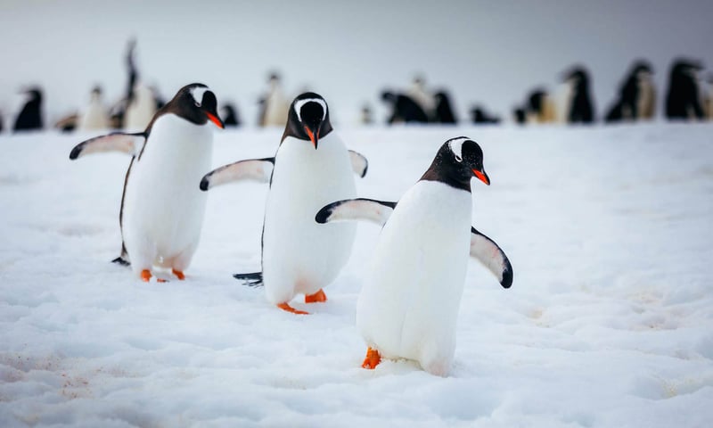 Seek amazing wildlife during your time cruising around Antarcatica.