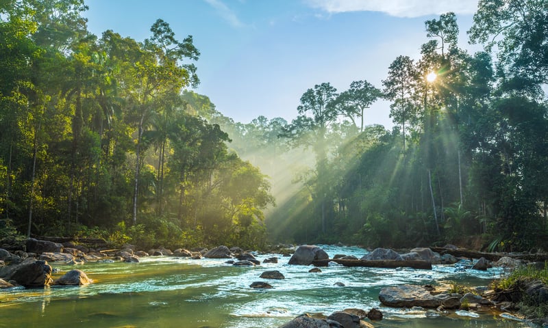 Join a thrilling cruise along the Sungai Kinchin River, Rompin State Park.
