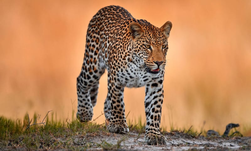 Uncover incredible wildlife on safari in Chobe National Park, Botswana.