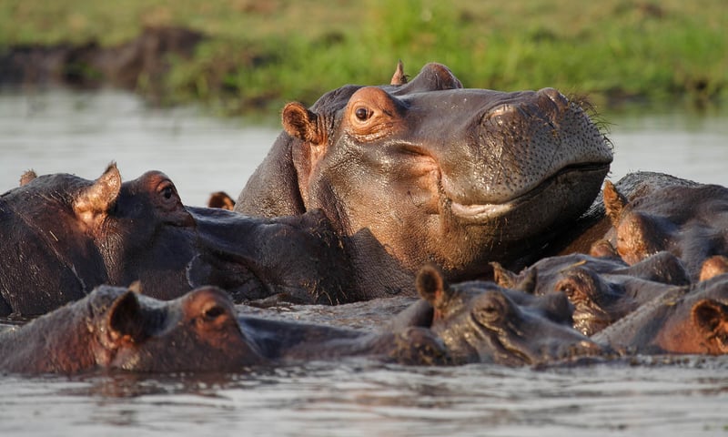 Chance upon wallowing hippos in Okavango Delta, Botswana.